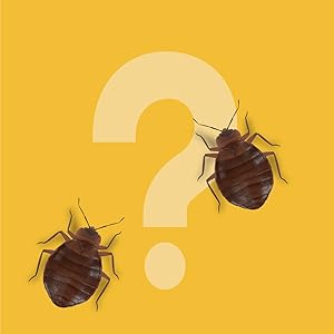 What's the Big Deal with Dust Mites Single Image
