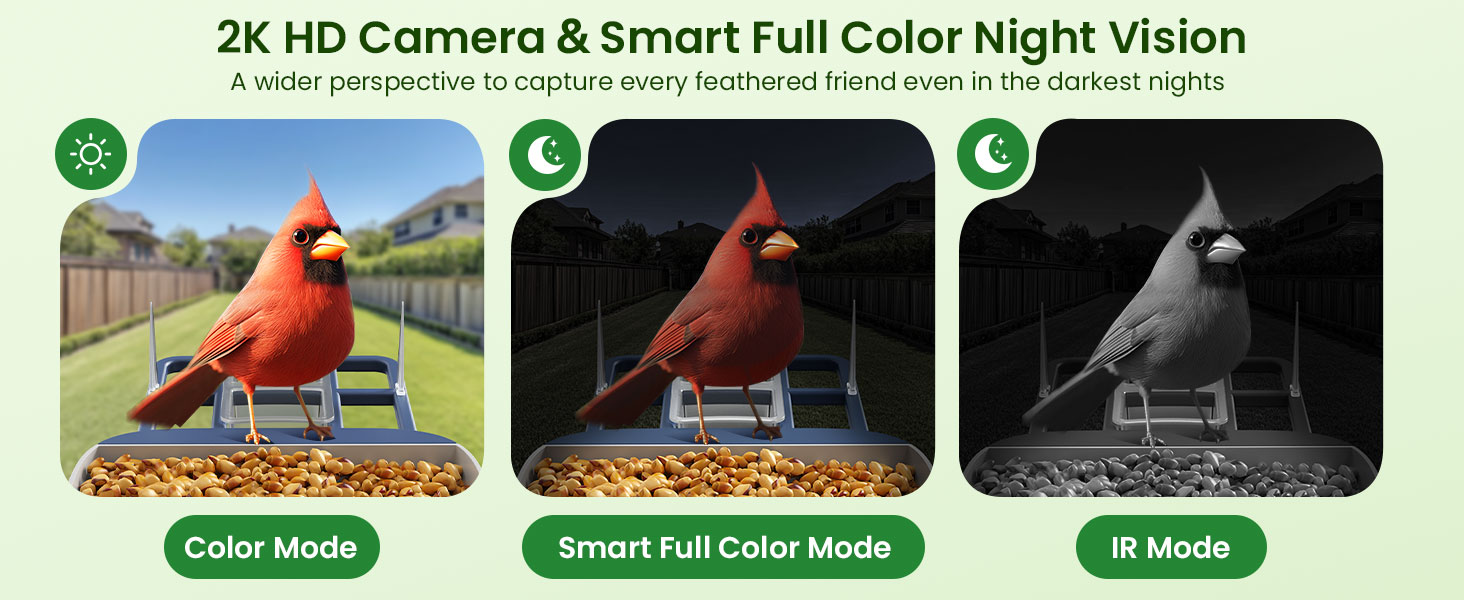 bird feeder camera