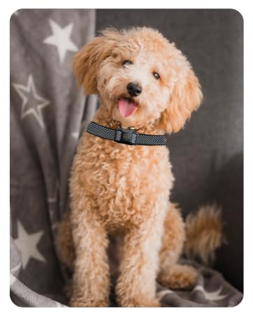 dog shock collar for small dogs small dog shock collar under 20 pounds 