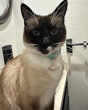 Air Tag cat collar