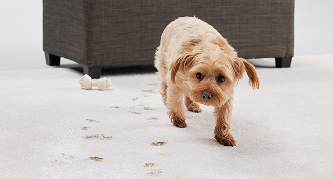 stain lifting technology