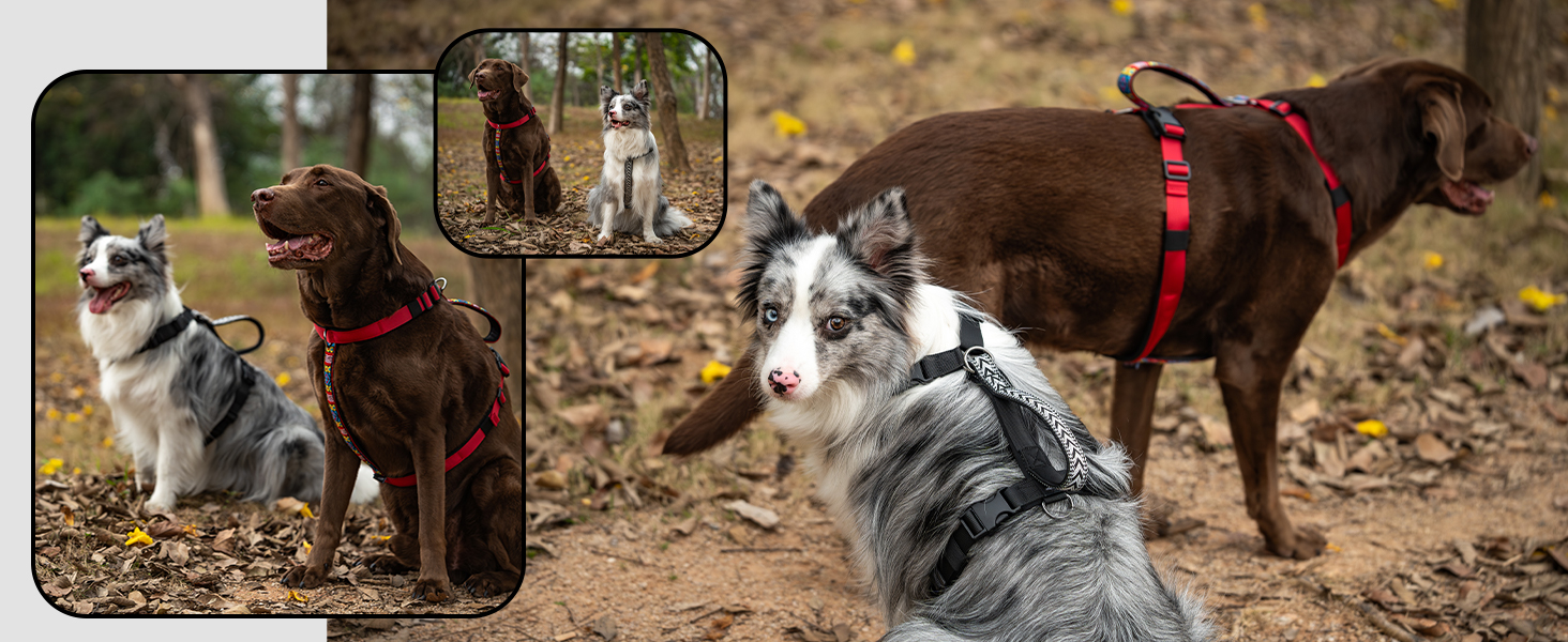no pull dog harness