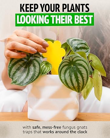safe indoor plant fly traps