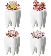 YOFIT Modern Style Teeth Pots Ceramic Flower Pot for Dental Gifts, White Succulent Cactus Bonsai ...