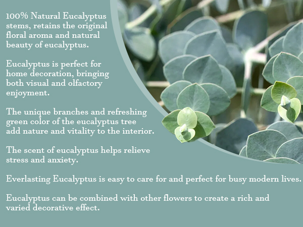 30pcs Eucalyptus