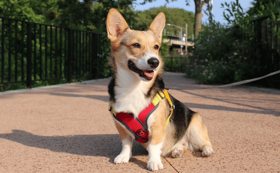 Escape Free Sport Harness_1
