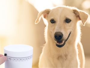 Measure dog