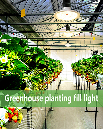 Greenhouse plant grow lights