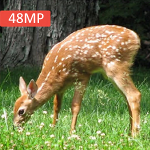 48mp
