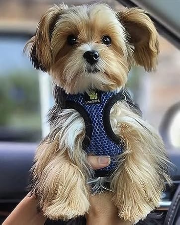 yorkie dog harness teacup yorkie harness small yorkie harness yorkie puppy harness