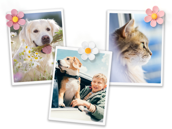 thumb tacks for wall