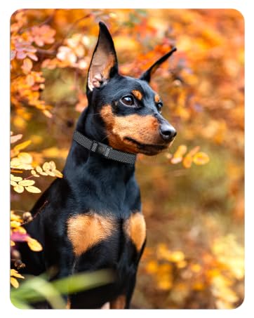 small bark collar no bark collars for small dogs small dog bark collar under 20 pounds