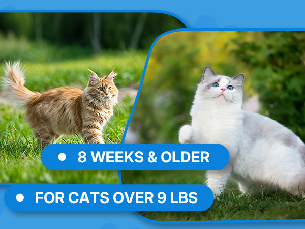 flea and tick for cats