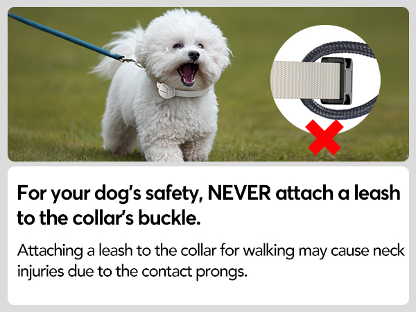 dog collar