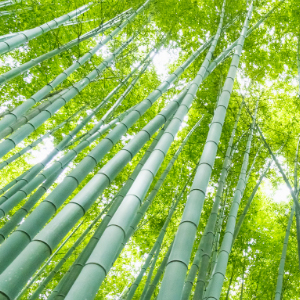 bamboo