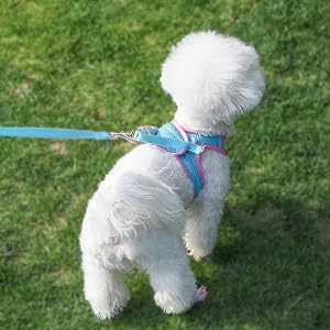 Pink dog harness