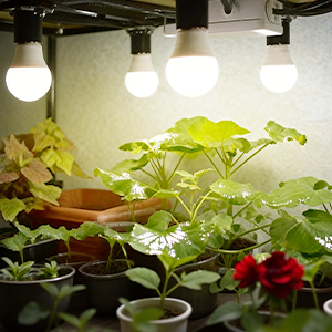 plant grow light bulb