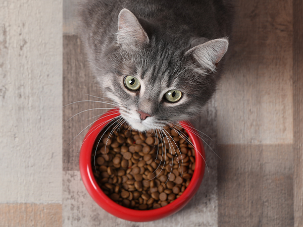 Prepare the real healthy food for your pets, make accompany and love longer