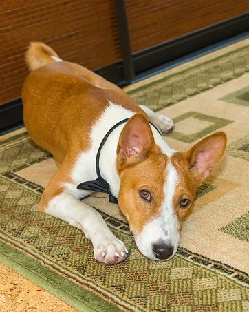 RUG GRIPPER