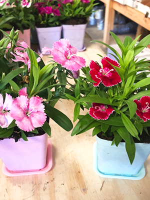 6 Flower Pots Nursery Transplanting Planter Container