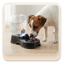 Dog drinking scene featuring an auto water dog bowl.