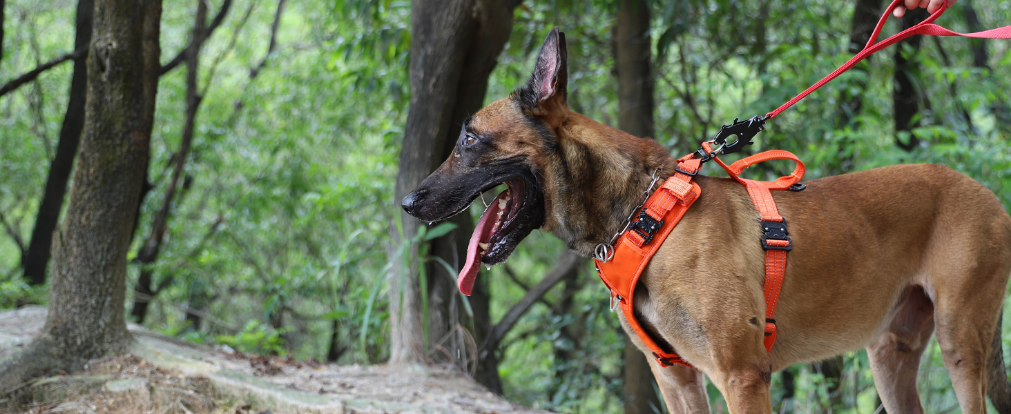 dog vest leash clip