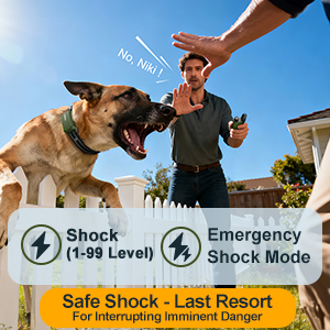 dog training collar with remote