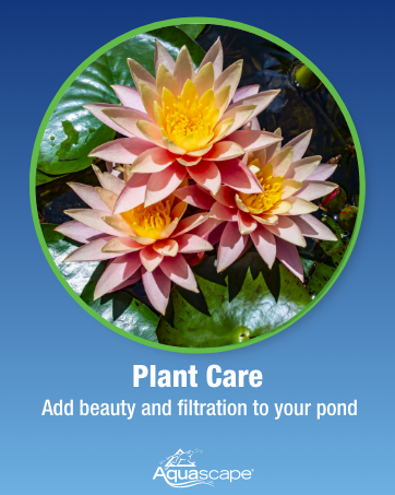 Plant Care