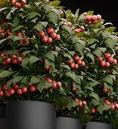 IP65 Waterproof Lampshade GlowR40 2ft LED Plant Grow Light