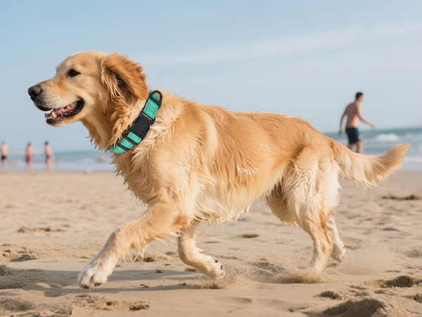 dog collar for large dogs