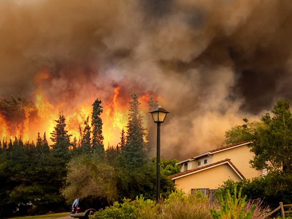 wild fire