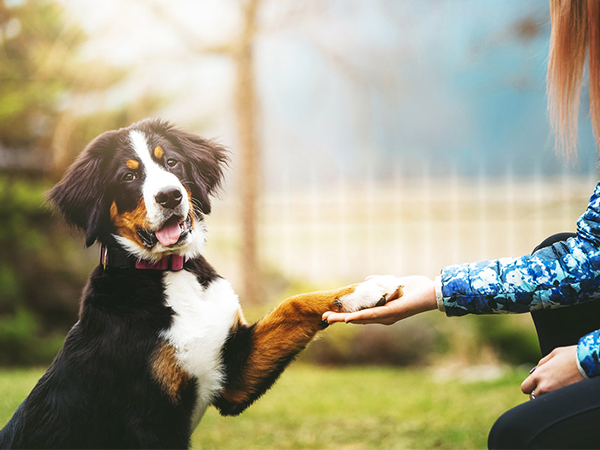 dog training clickers