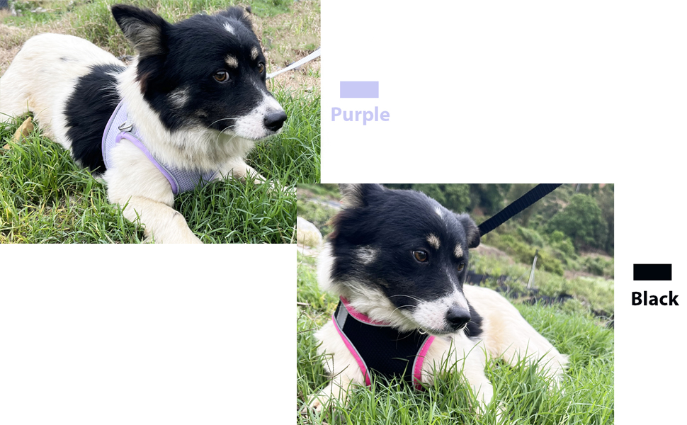 puppy harness