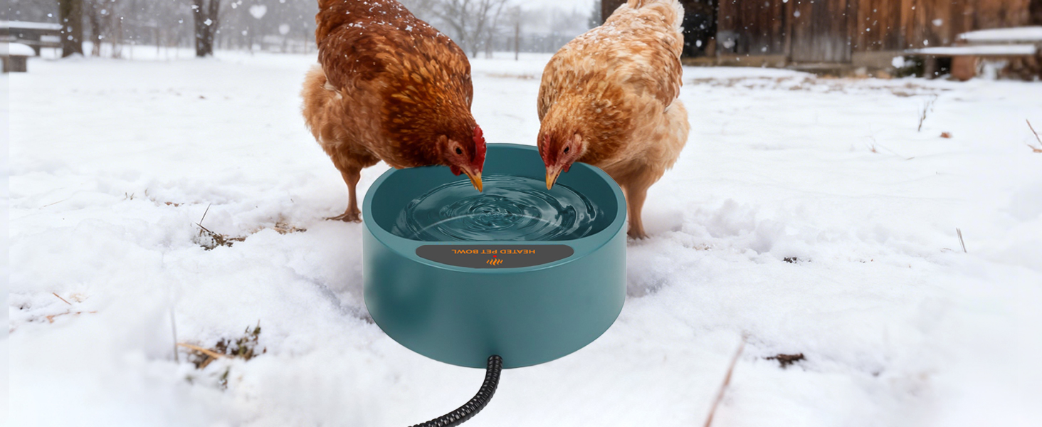 Chickens bowl