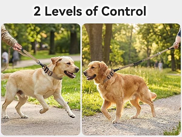 Heavy duty dual handle dog leash with shock absorbing bungee for medium large dogs walking in park