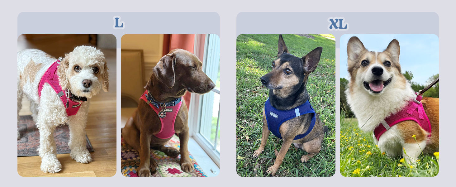 Adjustable dog harness for small dogs L XL