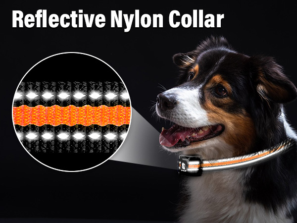 dog training collar with remote