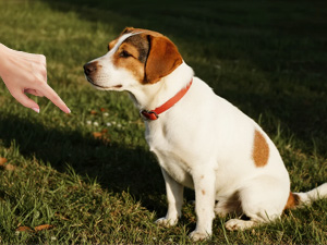 dog clicker for training