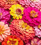Burpee 'Cut &amp; Come Again' Zinnia Flower Seeds - 550mg Non-GMO Flower Seed Packet for Home Gardeni...