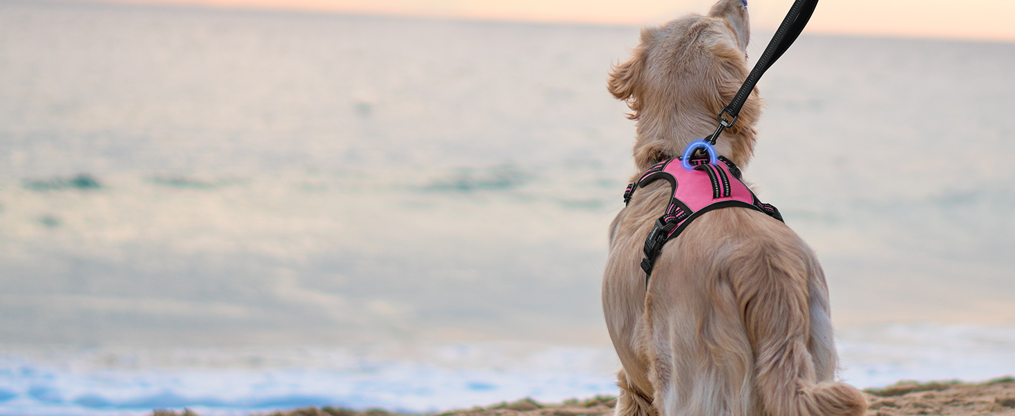 dog harness
