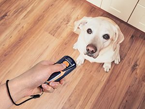 A hand holding a black clicker device near a light-colored dog sitting on a wooden floor, demonstrating dog training equipment.