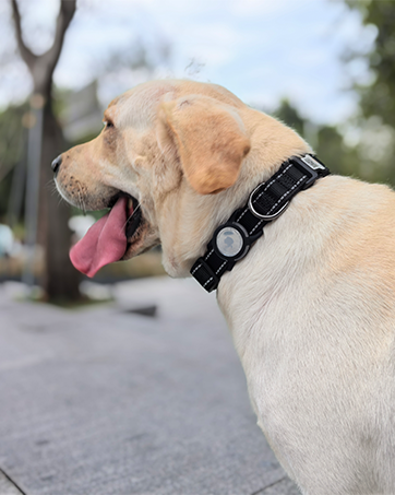 dog airtag holder collar