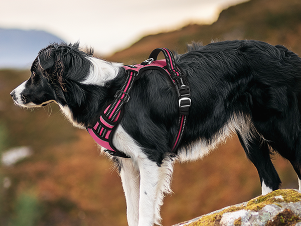 dog harness