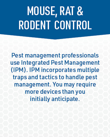 mouse, rat and rodent control