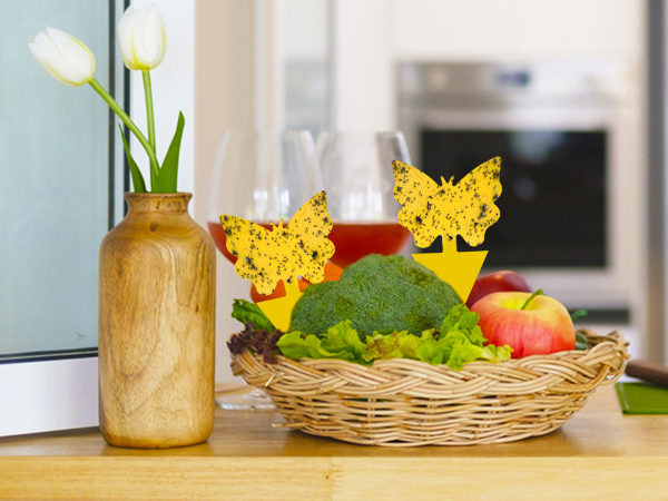 fungus gnat trap