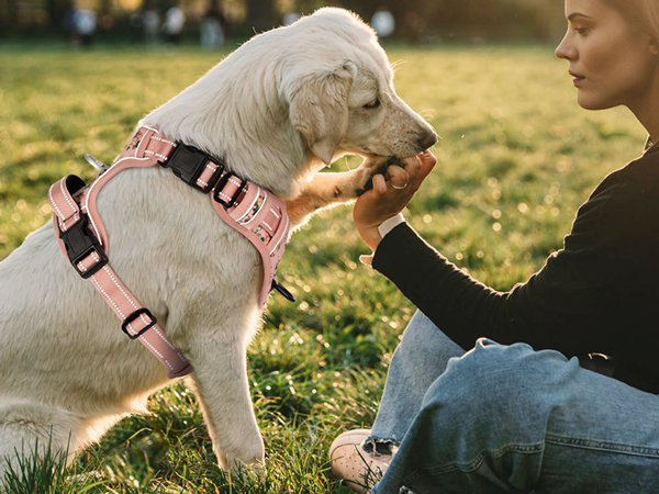 dog harness for medium dog