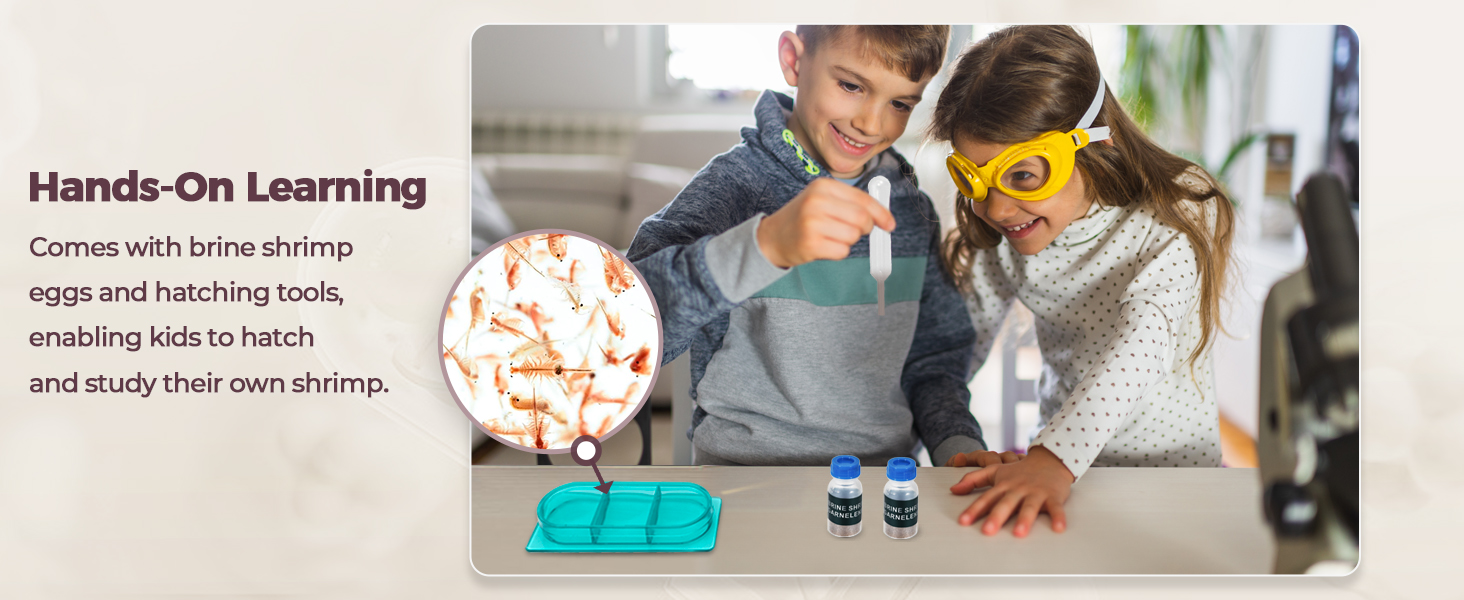 Brine shrimp experiment