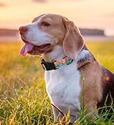 dog collor