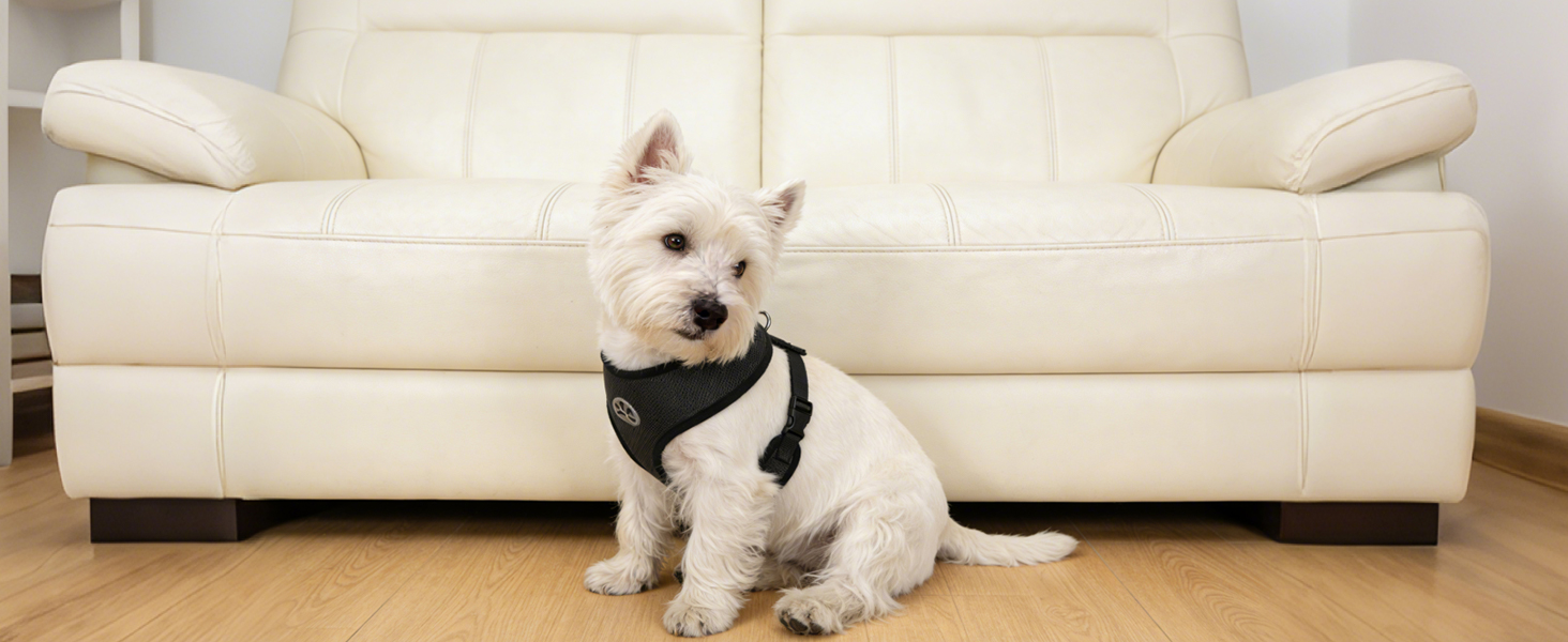 dog harness small sized dogs