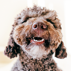 Our dog breath freshener is sure to get pups smiling. After all, fresh breath means more cuddles! 